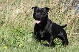 STAFFIE 061